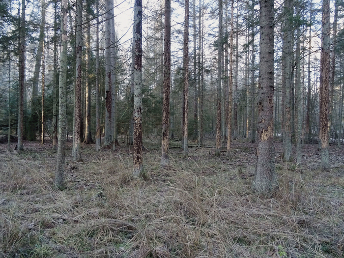 fot. Michał Wojcieszkiewicz, grudzień 2015