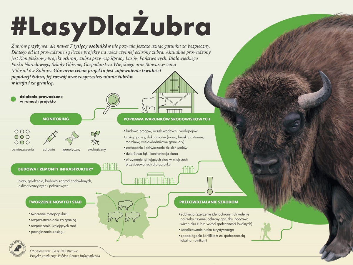 Infografika prezentująca działania w ramach projektu ochrony żubra