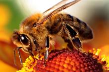 8 sierpnia - Dzień Pszczół.