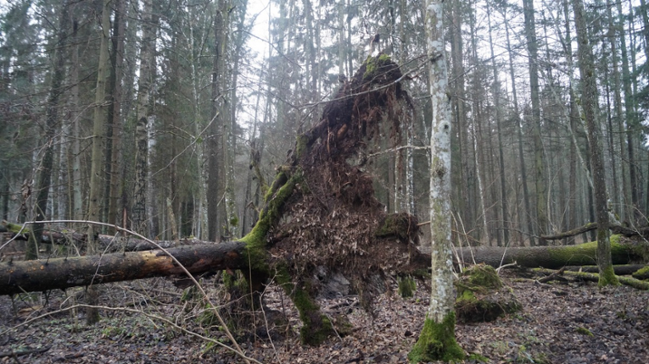 fot&#x2e;&#x20;Przewrócony&#x20;świerk&#x20;na&#x20;terenie&#x20;Puszczy&#x2f;&#x20;Fot&#x2e;&#x20;Klaudia&#x20;Formejster