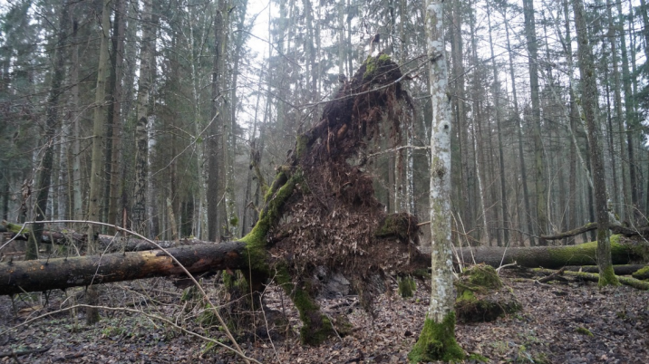 Przewrócony&#x20;świerk&#x20;na&#x20;terenie&#x20;Puszczy&#x2c;&#x20;fot&#x2e;&#x20;Klaudia&#x20;Formejster