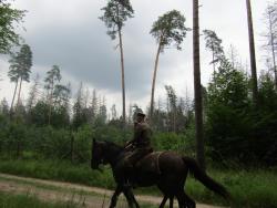 fot&#x2e;&#x20;Jarosław&#x20;Stocki&#x2e;&#x20;Nadleśnictwo&#x20;Browsk