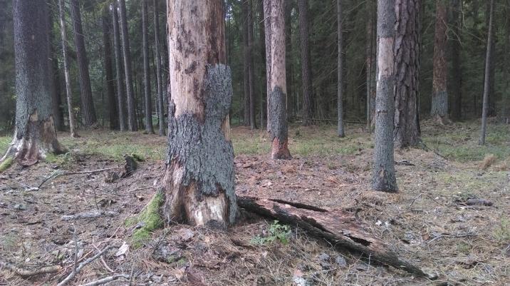 fot&#x2e;&#x20;Klaudia&#x20;Formejster&#x20;Nadleśnictwo&#x20;Białowieża