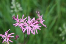 Firletka poszarpana ( Lychnis flos – cuculi)