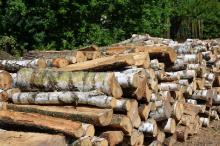 Leśnicy dostarczą drewno mieszkańcom Puszczy Białowieskiej,