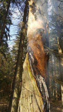 PODPALENIA NA TERENIE NADLEŚNICTWA BROWSK