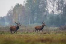 SSAKI PUSZCZY BIAŁOWIESKIEJ - JELEŃ I SARNA