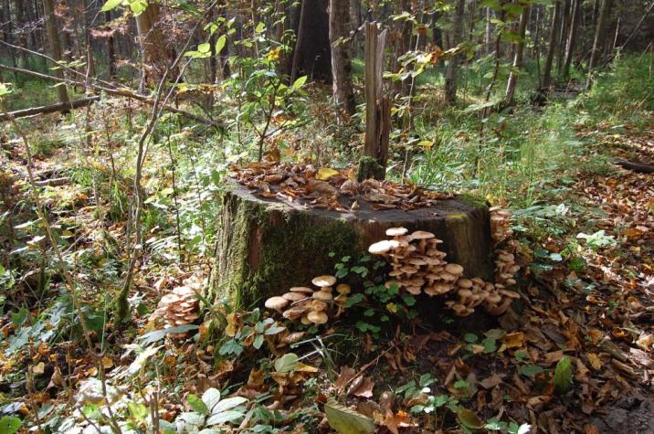 fot&#x2e;&#x20;Urszula&#x20;Olejnicka&#x2e;&#x20;Nadleśnictwo&#x20;Browsk