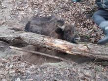 Martwe drzewo zabiło młodego żubra w Puszczy Białowieskiej