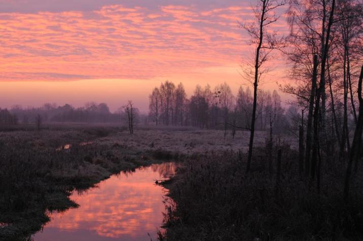 fot&#x2e;&#x20;Nadleśnictwo&#x20;Browsk