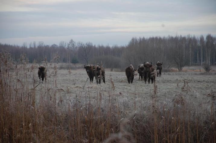 fot&#x2e;&#x20;M&#x2e;&#x20;Androsiuk&#x20;-&#x20;Nadleśnictwo&#x20;Browsk