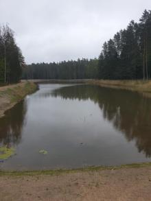 Puszczańska enklawa wodna w Nadleśnictwie Browsk.