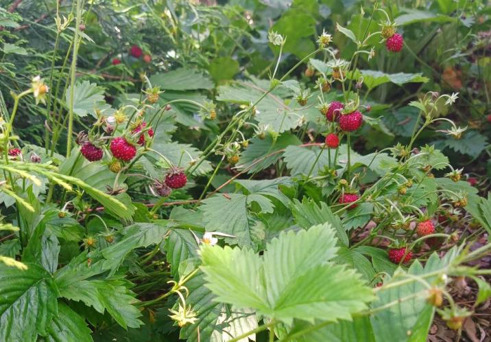 najbardziej&#x20;aromatyczne&#x20;poziomki&#x20;-&#x20;leśne&#x20;&#x28;fot&#x2e;&#x20;Julia&#x20;Melchior&#x29;