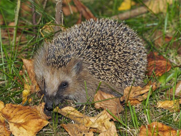 https&#x3a;&#x2f;&#x2f;commons&#x2e;wikimedia&#x2e;org&#x2f;wiki&#x2f;File&#x3a;Erinaceus_europaeus_LC0119&#x2e;jpg&#x23;&#x2f;media&#x2f;File&#x3a;Erinaceus_europaeus_LC0119&#x2e;jpg