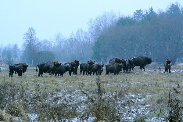 stado&#x20;żubrów&#x20;na&#x20;terenie&#x20;Nadleśnictwa&#x20;Browsk&#x20;w&#x20;Gruszkach&#x20;&#x28;fot&#x2e;&#x20;Michał&#x20;Androsiuk&#x29;