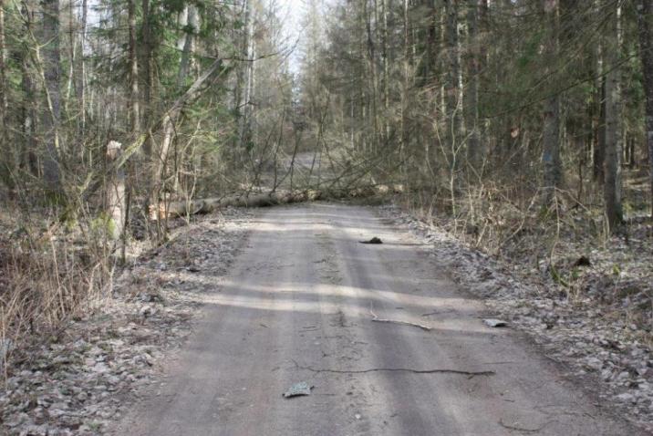 Leśnictwo&#x20;Krynica&#x20;-&#x20;Nadleśnictwo&#x20;Browsk