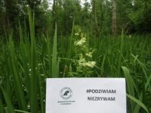 #PODZIWIAM, NIE ZRYWAM