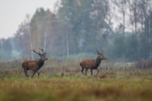 RYKOWISKO I BUKOWISKO