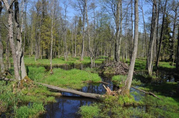 Na&#x20;zdjęciu&#x20;puszczański&#x20;ols&#x20;z&#x20;widoczną&#x20;stojąca&#x20;wodą&#x2c;&#x20;sfotografowany&#x20;wiosną&#x20;&#x28;fot&#x2e;&#x20;Michał&#x20;Androsiuk&#x29;