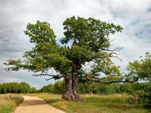 Zagłosuj na dąb Dunin w konkursie na Europejskie Drzewo Roku.