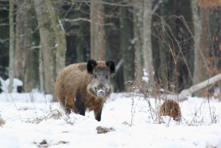 Na&#x20;fotografii&#x20;znajduje&#x20;się&#x20;dzik&#x20;w&#x20;zimowej&#x20;leśnej&#x20;scenerii&#x20;&#x28;fot&#x2e;&#x20;Michał&#x20;Androsiuk&#x29;