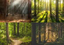 Zakup lasów i gruntów do zalesień