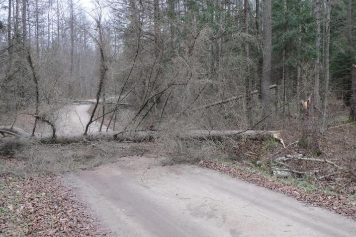 Na&#x20;fotografii&#x20;znajduje&#x20;się&#x20;wywrócony&#x20;przez&#x20;wiatr&#x20;świerk&#x2c;&#x20;który&#x20;upadł&#x20;na&#x20;drogę&#x20;leśną&#x20;&#x28;fot&#x2e;&#x20;Michał&#x20;Androsiuk&#x29;