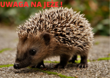 Uwaga na jeże!