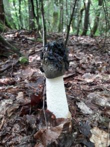 Sromotnik bezwstydny (Phallus impudicus)