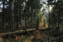 Informacja o rozpoczęciu konsultacji publicznych dotyczących projektu Planu zarządzania dla Obiektu Światowego Dziedzictwa Białowieża Forest (część polska)