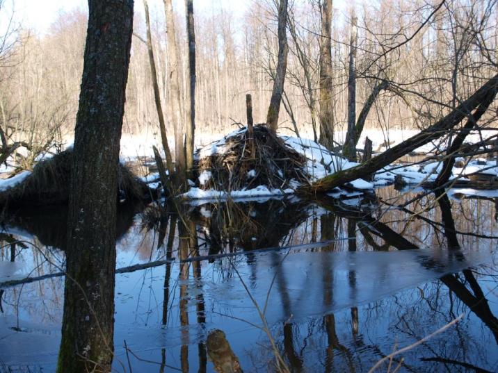 Bobrowe&#x20;żeremie&#x20;-&#x20;fot&#x2e;&#x20;U&#x2e;&#x20;Olejnicka&#x20;-&#x20;Nadlesnictwo&#x20;Browsk&#x20;w&#x20;Gruszkach