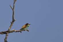 Merops apiaster – kolorowa siłaczka.