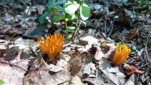 Pięknoróg największy (Calocera viscosa)