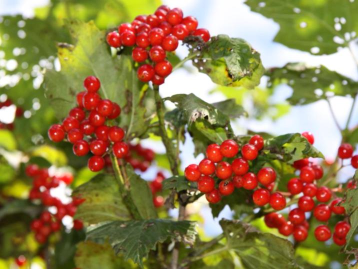 Kalina&#x20;koralowa&#x20;&#x20;-&#x20;Viburnum&#x20;opulus&#x20;-&#x20;fot&#x2e;&#x20;U&#x2e;&#x20;Olejnicka&#x20;Nadleśnictwo&#x20;Browsk&#x20;w&#x20;Gruszkach