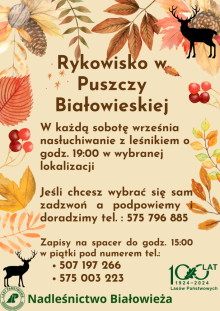 Rykowisko w Puszczy Białowieskiej (Nadleśnictwo Białowieża)