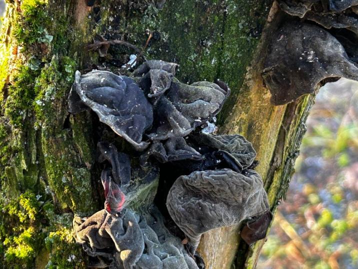 uszak&#x20;bzowy&#x2e;&#x20;fot&#x2e;&#x20;Urszula&#x20;Olejnicka&#x20;Nadleśnictwo&#x20;Browsk&#x20;w&#x20;Gruszkach