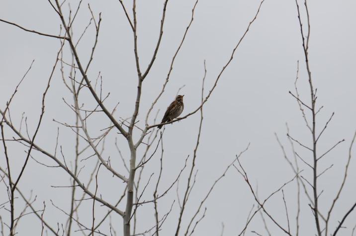 Droździk&#x20;&#x28;Turdus&#x20;iliacus&#x29;&#x20;-&#x20;fot&#x2e;&#x20;Michał&#x20;Androsiuk&#x20;-&#x20;Nadlesnictwo&#x20;Browsk&#x20;w&#x20;Gruszkach