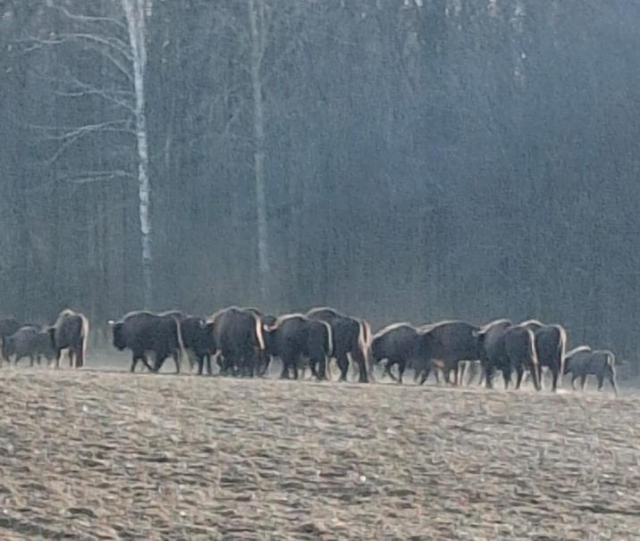 Na&#x20;zdjęciu&#x20;widoczne&#x20;jest&#x20;przemieszczajace&#x20;się&#x20;duże&#x20;stado&#x20;żubrów&#x2e;&#x20;fot&#x2e;&#x20;J&#x2e;&#x20;Kononiuk&#x20;Lesnicxy&#x20;Leśnictwa&#x20;Rybaki