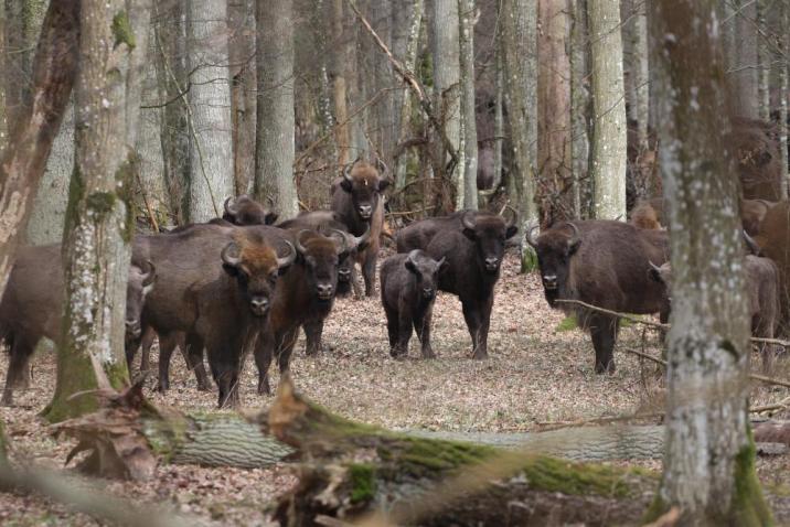 Żubry&#x20;-&#x20;fot&#x2e;&#x20;Michał&#x20;Androsiuk&#x20;Nadleśnictwo&#x20;Browsk&#x20;w&#x20;Gruszkach