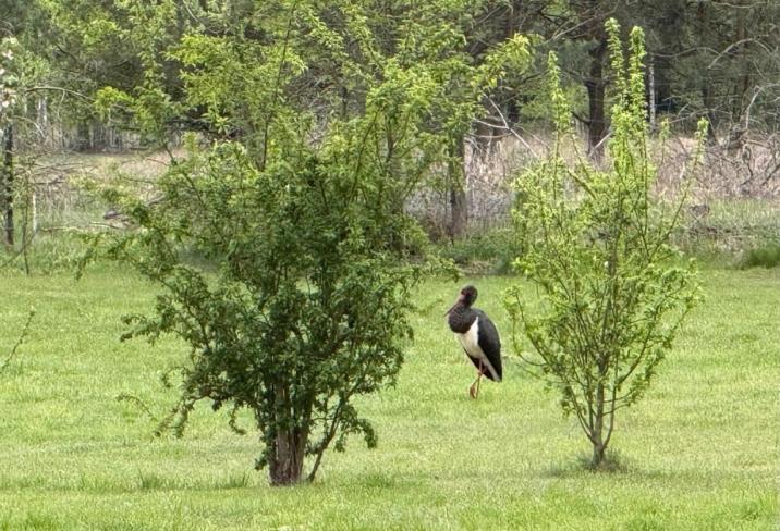 na&#x20;pierwszym&#x20;planie&#x20;widać&#x20;dwa&#x20;krzewy&#x20;na&#x20;łące&#x2c;&#x20;a&#x20;na&#x20;drugim&#x20;planie&#x20;pomiędzy&#x20;nimi&#x20;stoi&#x20;na&#x20;jednej&#x20;nodze&#x20;bocian&#x20;czarny&#x20;&#x28;fot&#x2e;&#x20;Krzysztof&#x20;Grzywiński&#x29;