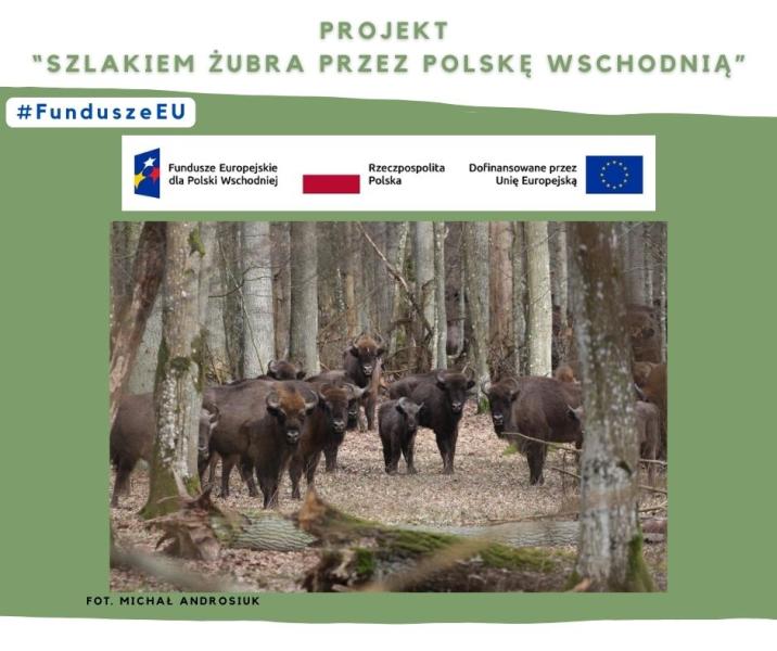 Stado&#x20;żubrów&#x20;stojących&#x20;w&#x20;lesie&#x20;fot&#x2e;&#x20;Michał&#x20;Androsiuk