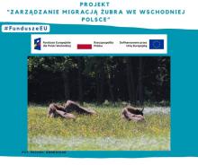 Zarządzanie migracją żubra we wschodniej Polsce