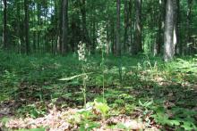 Podkolan biały (Platanthera bifolia) - delikatny i pachnący storczyk.