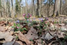 Miodunka ćma zwana płucnikiem.