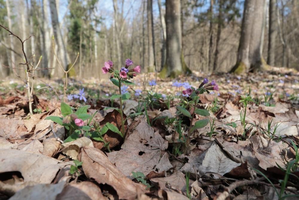 Kwitnace miodunki - fot. M. Androsiuk - Nadleśnictwo Browsk w Gruszkach
