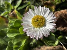 Stokrotka pospolita: Mała wielka gwiazda naszych łąk.