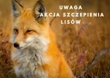 Wiosenna akcja szczepienia lisów