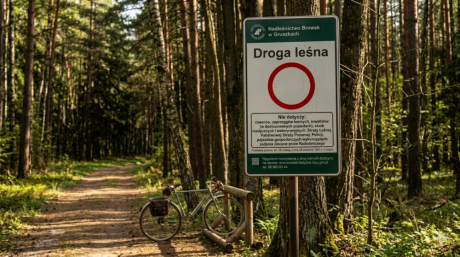 Samochodem przez Puszczę? Sprawdź, jak robić to zgodnie z prawem [PORADNIK]
